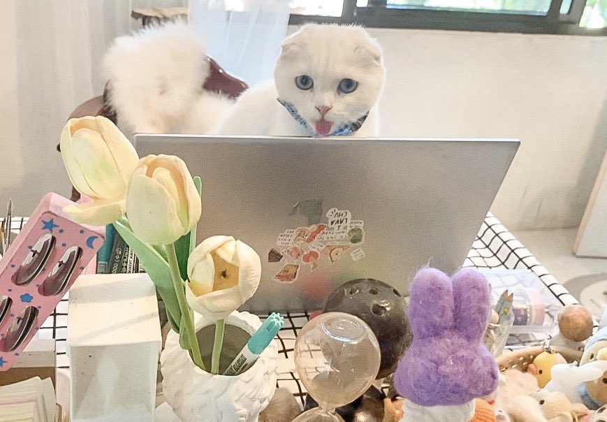 มะใจ้เด่กแน้ว ตุ้งจิงจัง ตุ้งตั้งใจตำงาน /แผล่บบ