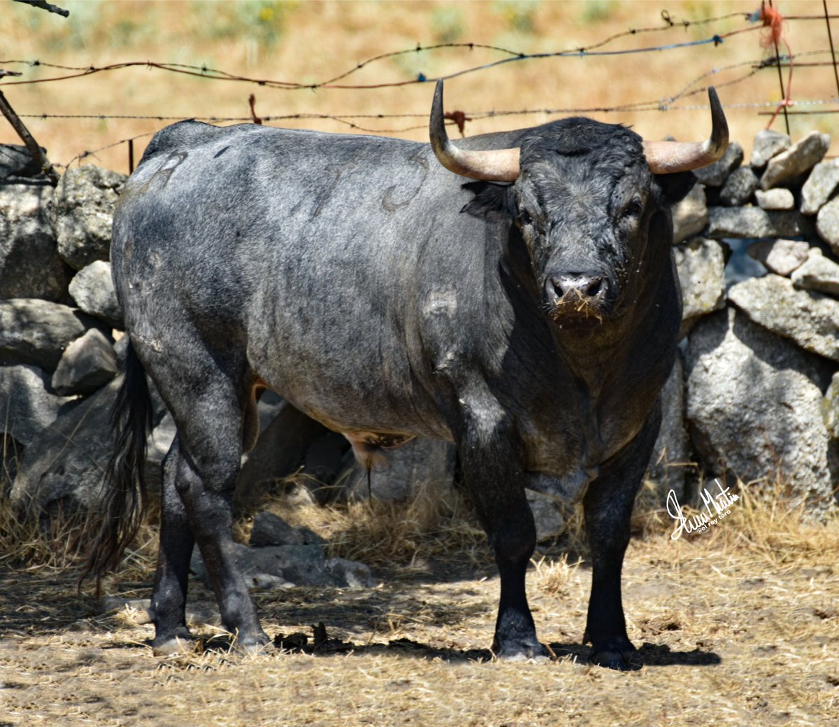 No hay mucho que añadir al ver a este señor de <a href="/GanaderiaGuzman/">Ganaderia Guzman</a> ,y solo es un utrero