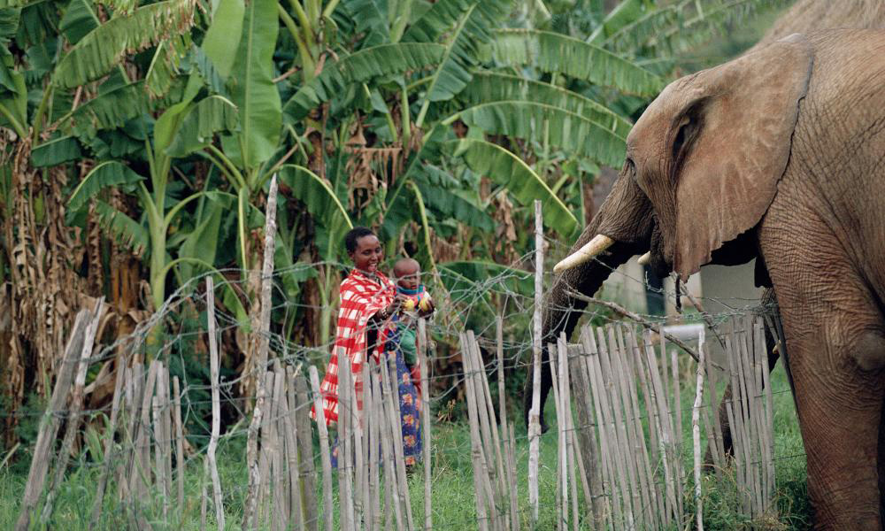 3/6  #HumWild1  #DICECON20 Using the UK  public as a proxy for the global north, we asked them to imagine living with  #elephants in  & compared their imagined tolerance to that of communities  living with elephants in Zambia  & Namibia 