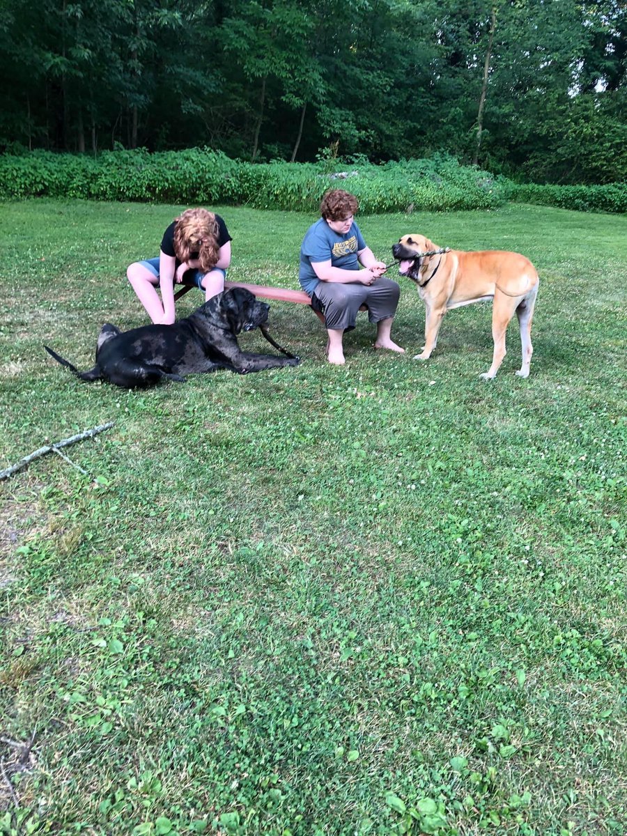 NerrissaGlad's tweet photo. 4th of July with 400 lb of dog and 400 lb of teenager https://t.co/0uiCFxDRoa