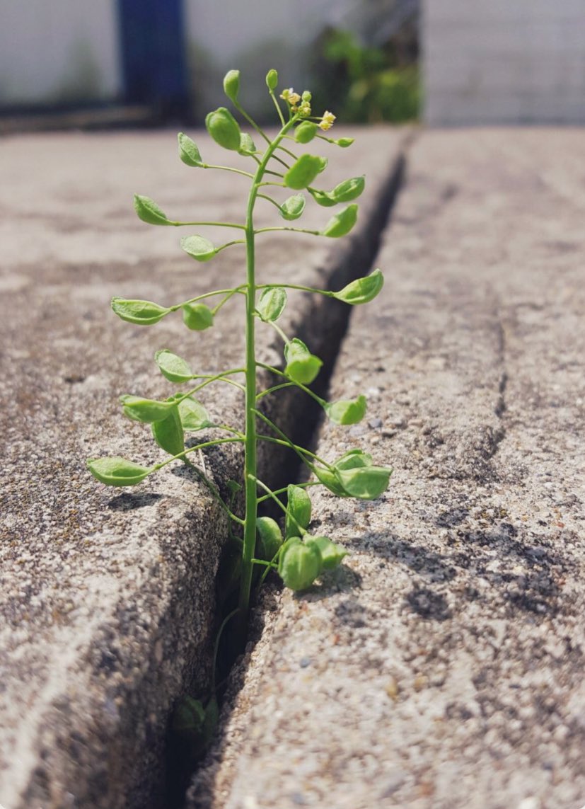 #الايام_الصعبه الأيام الصعبة ستمضي برحمة الله"🙏🏻❤️