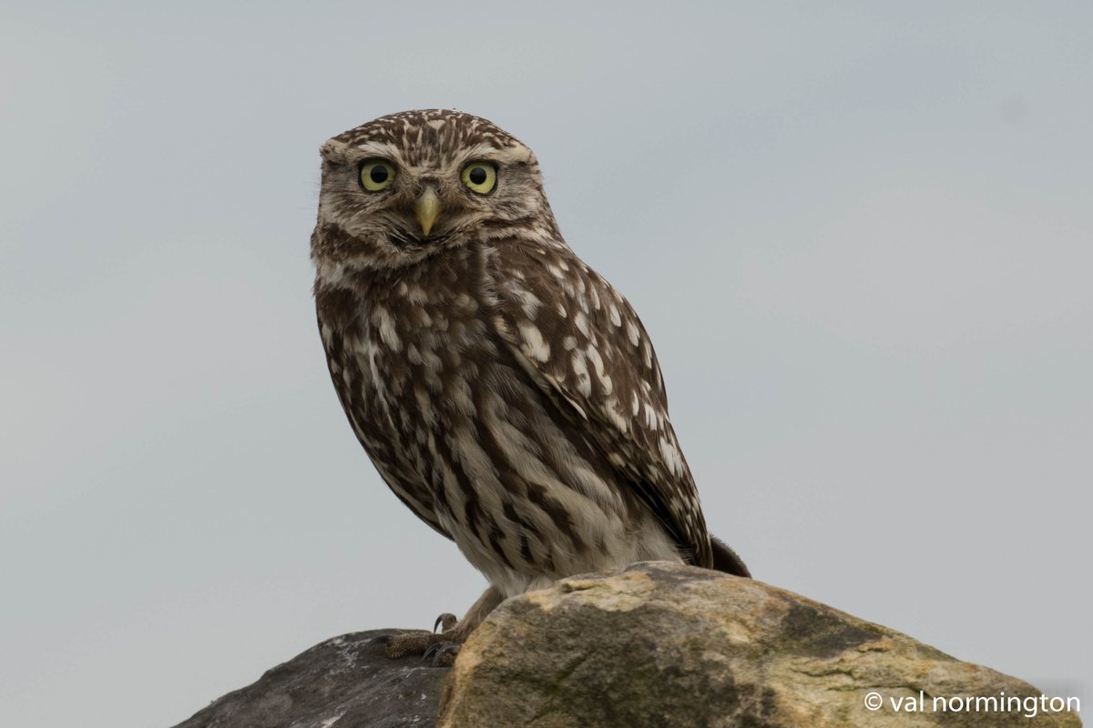 V_R_BirdSpot's tweet photo. Dallow Gill Moor Saved the best till last it took some drama one camera between two (dropped lens) missed it, no show second time, third time luck 55 pics later spotted twice @Joebirding @HarrogateNats @NidderdaleAONB @nybirdnews https://t.co/GIj1gxEAT7