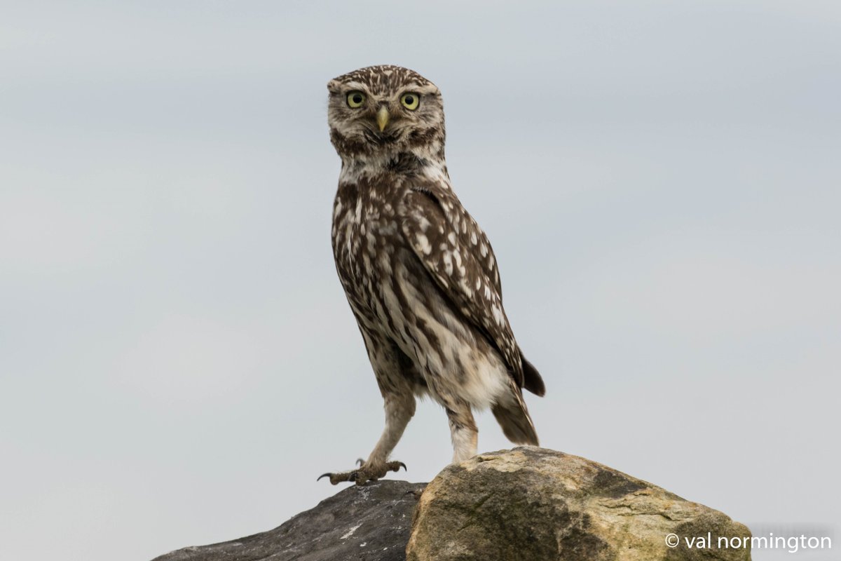 V_R_BirdSpot's tweet photo. Dallow Gill Moor Saved the best till last it took some drama one camera between two (dropped lens) missed it, no show second time, third time luck 55 pics later spotted twice @Joebirding @HarrogateNats @NidderdaleAONB @nybirdnews https://t.co/GIj1gxEAT7