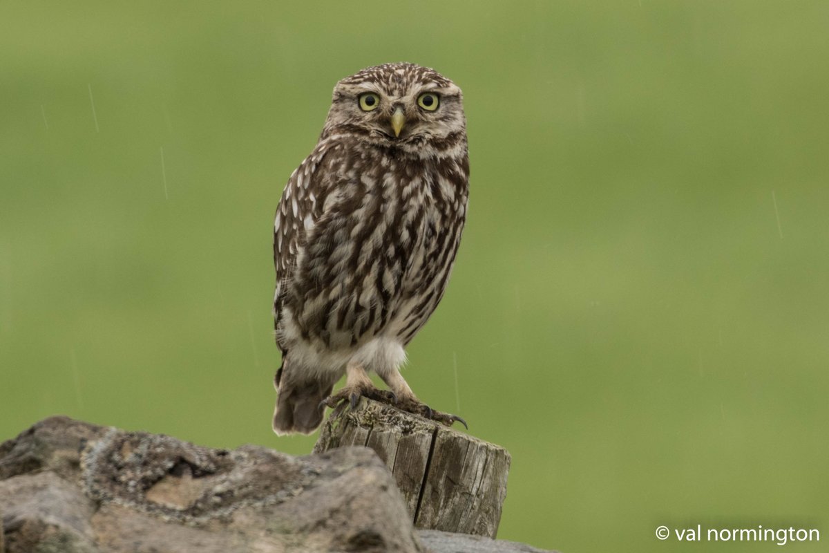 V_R_BirdSpot's tweet photo. Dallow Gill Moor Saved the best till last it took some drama one camera between two (dropped lens) missed it, no show second time, third time luck 55 pics later spotted twice @Joebirding @HarrogateNats @NidderdaleAONB @nybirdnews https://t.co/GIj1gxEAT7