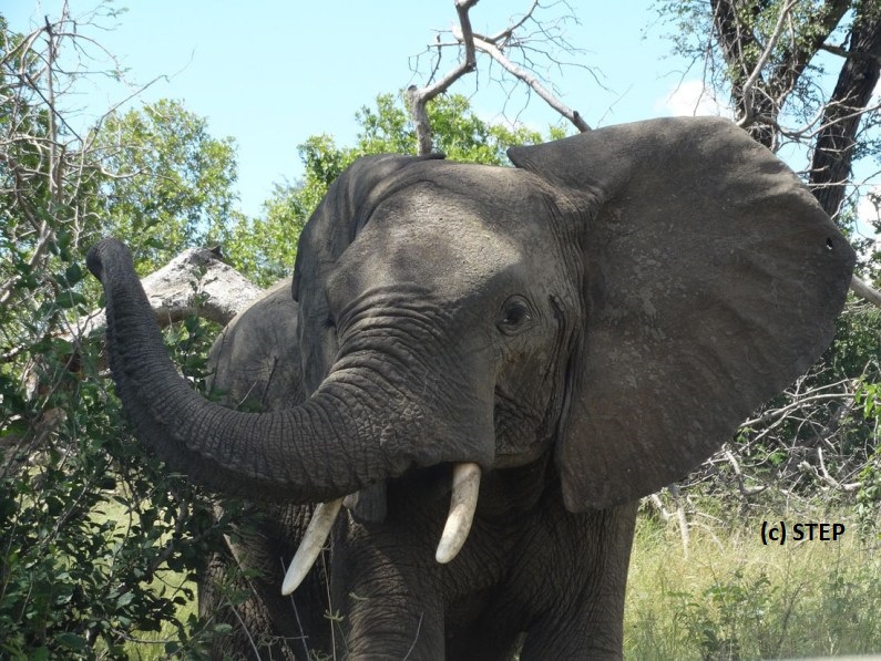 5/6  #HumWild1  #DICECON20 Interim results:  are more tolerant towards living with  than  from &, suggesting:  are not able to fully comprehend African realities & more awareness is needed around their influence on African wildlife policies. Tolerance drivers TBD 