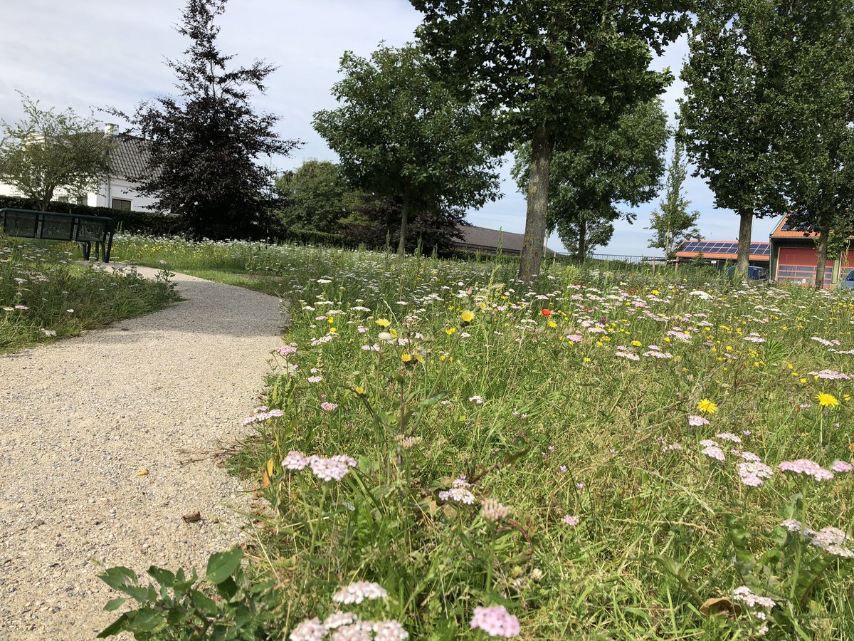 MartijnStruijf's tweet photo. Wat vorig jaar nog een “saai” grasveld was is nu een prachtige #insectentuin geworden vol met eetbare planten en besdragende struiken. Een mooi voorbeeld van een goede samenwerking tussen buurtbewoners, @landschapnh en @Castricum_NL  #meerbiodiversiteit https://t.co/51LvARV800