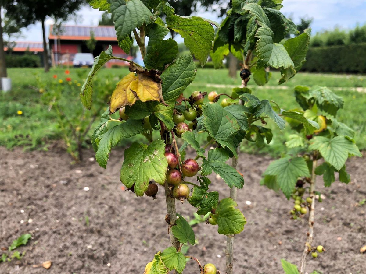 MartijnStruijf's tweet photo. Wat vorig jaar nog een “saai” grasveld was is nu een prachtige #insectentuin geworden vol met eetbare planten en besdragende struiken. Een mooi voorbeeld van een goede samenwerking tussen buurtbewoners, @landschapnh en @Castricum_NL  #meerbiodiversiteit https://t.co/51LvARV800
