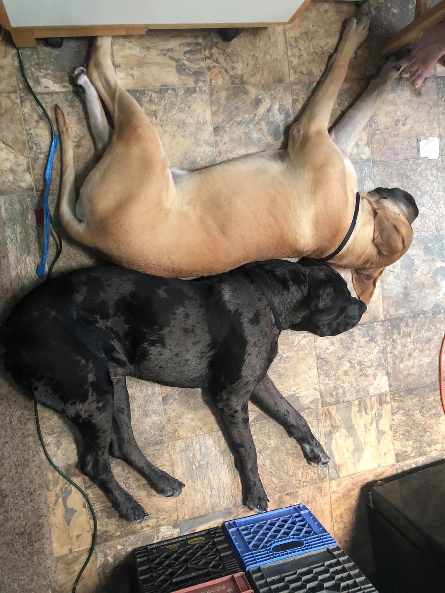 NerrissaGlad's tweet photo. One year later hooligan and ludo are both humongous https://t.co/ZBNMV2n1sl