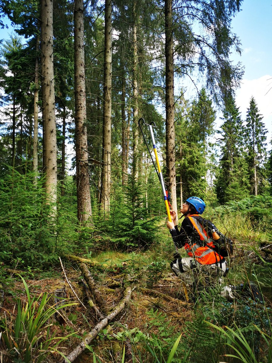 LGuillardin's tweet photo. Fieldwork is one of the best parts of being forest researcher. So lucky having @JohnMacKayOxfd and @BarleyRose_! #fieldwork #forest #Genetics https://t.co/62yFTeoBOR
