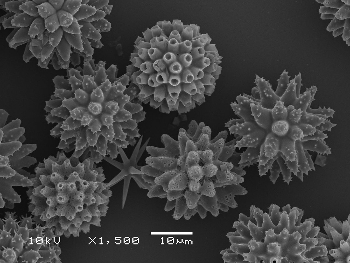 nicole de voogd tweet media