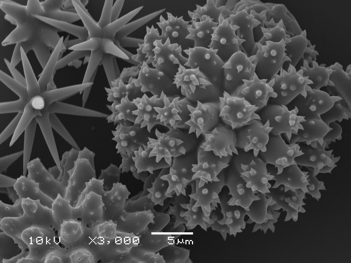 nicole de voogd tweet media