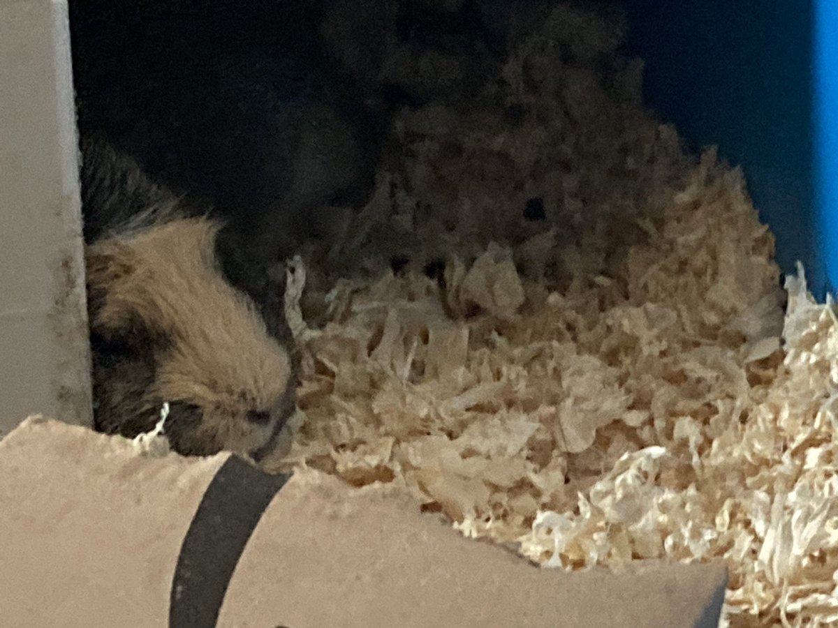 badgerbumble's tweet photo. Me watching pigmum try to excercise  #unnecessary #exhaustingtowatch https://t.co/9kc2NXDBRQ