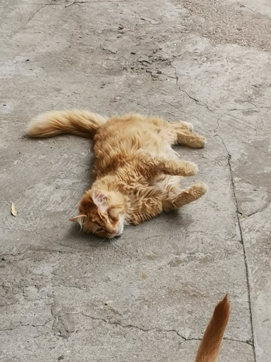 JPlaymo's tweet photo. Au revoir mon trésor tu va énormément me manquer 😢 https://t.co/AQ0VMjkJ1s