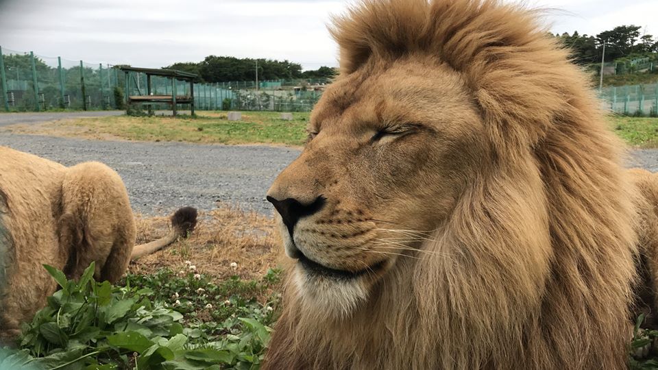 かっこいい 横顔 ライオン