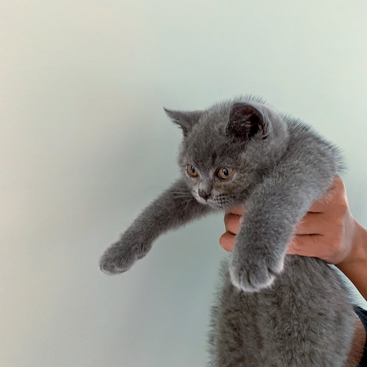 CatPeopleUK's tweet photo. Bloopers from a @TikTok video we did with @baobritishblue
#catpeople #comedycat #lionking #catsofinstagram #cat #catstagram #instacat #catlover #kitty #pets #cute #kitten #kittens #petstagram #catoftheday #meow #catsagram https://t.co/XpxIP1Rph1
