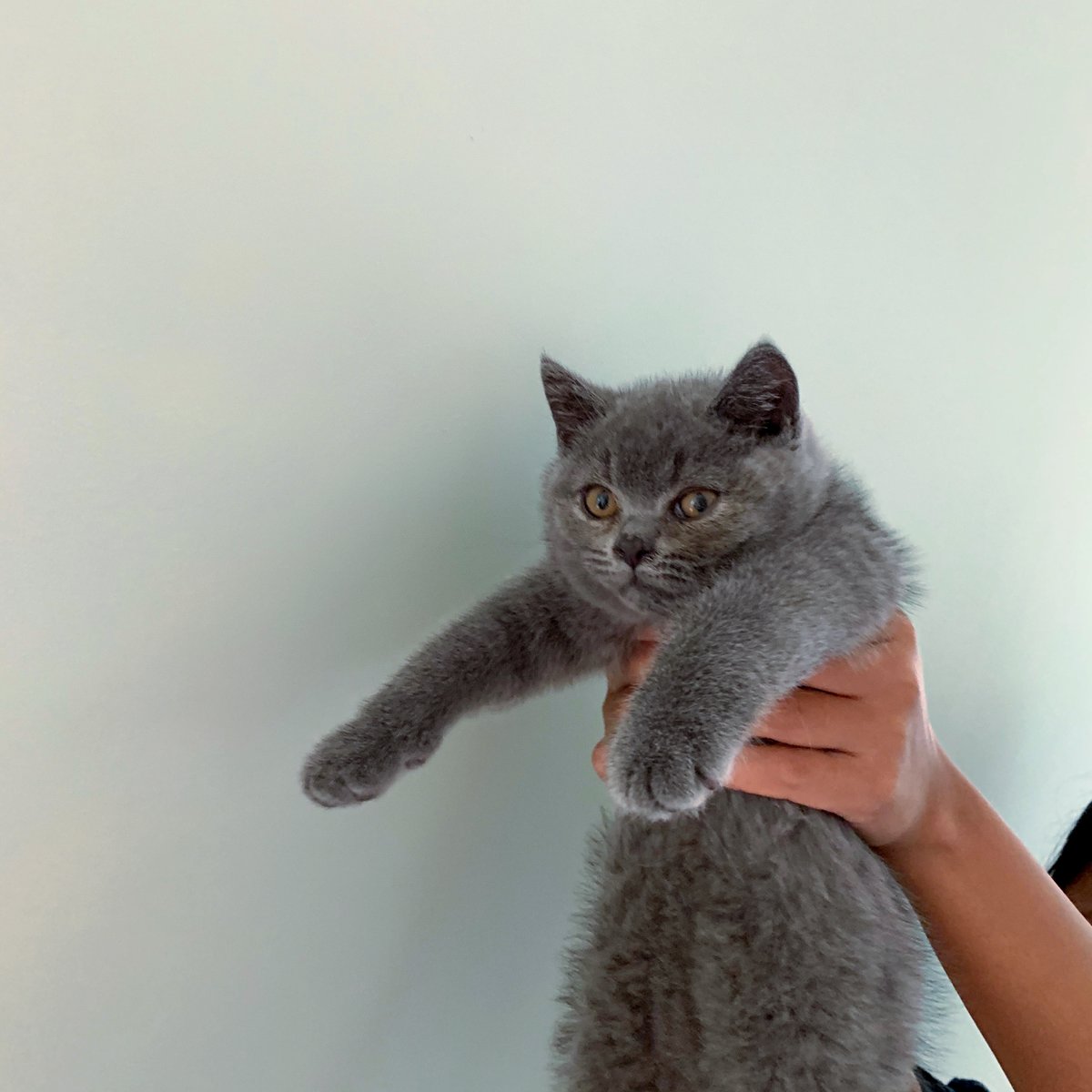 CatPeopleUK's tweet photo. Bloopers from a @TikTok video we did with @baobritishblue
#catpeople #comedycat #lionking #catsofinstagram #cat #catstagram #instacat #catlover #kitty #pets #cute #kitten #kittens #petstagram #catoftheday #meow #catsagram https://t.co/XpxIP1Rph1