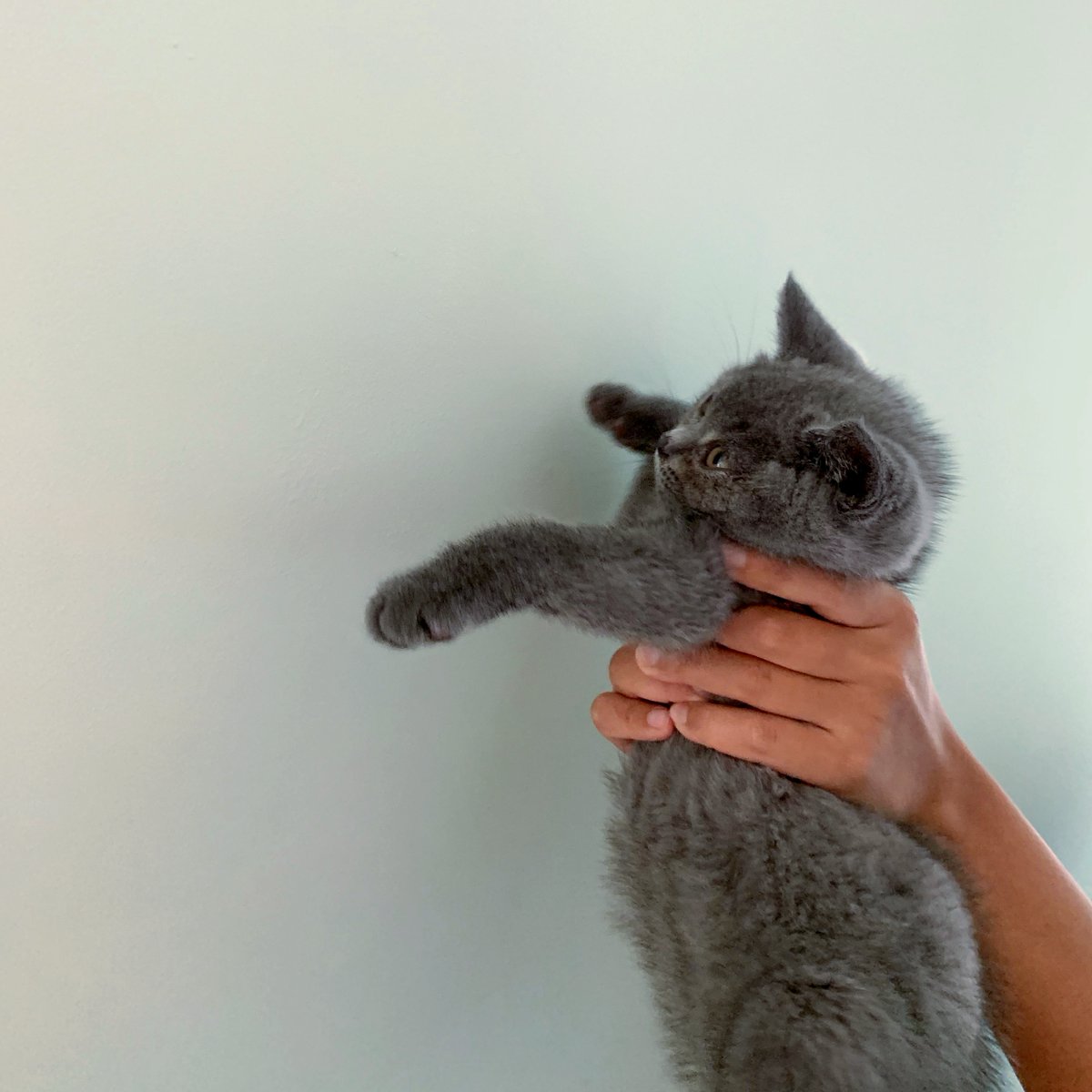 CatPeopleUK's tweet photo. Bloopers from a @TikTok video we did with @baobritishblue
#catpeople #comedycat #lionking #catsofinstagram #cat #catstagram #instacat #catlover #kitty #pets #cute #kitten #kittens #petstagram #catoftheday #meow #catsagram https://t.co/XpxIP1Rph1