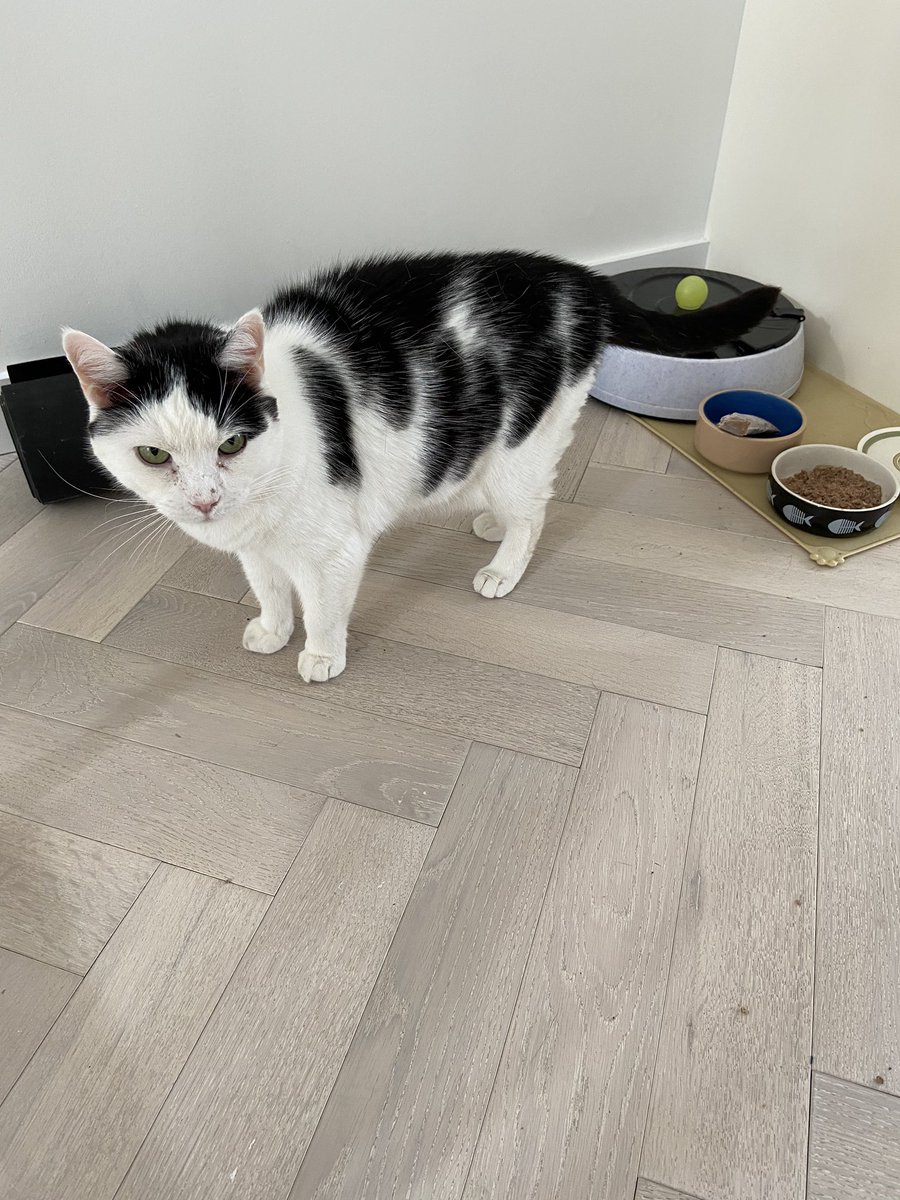 Catswhiskersuk tweet picture