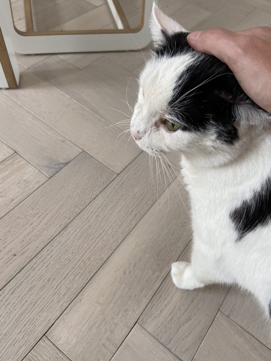 Catswhiskersuk tweet picture