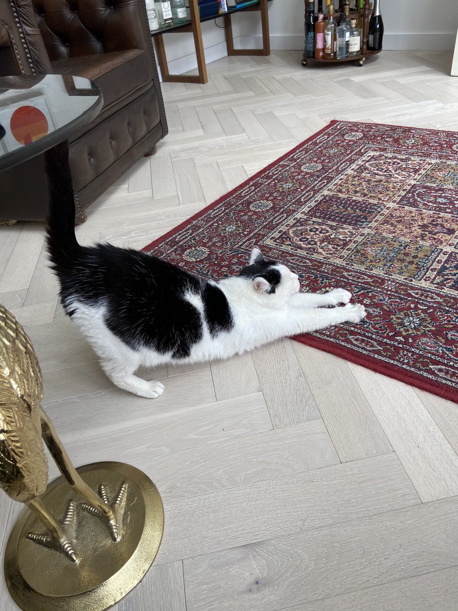 Catswhiskersuk tweet picture