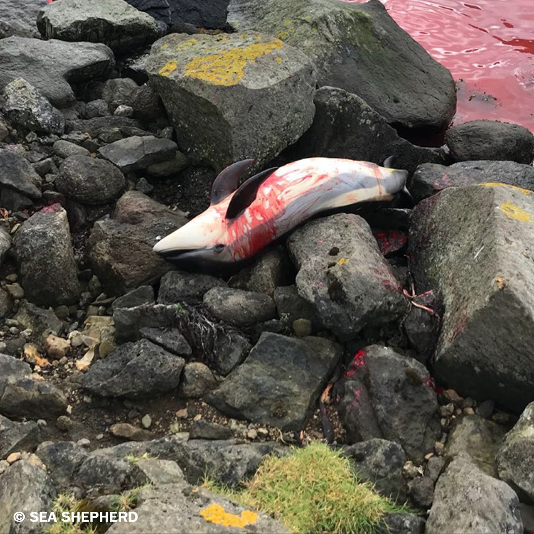 PETAUK's tweet image. This bloody whale and dolphin slaughter takes place every year on the Faroe Islands: petauk.org/faroewhales  #WorldWhaleandDolphinDay

[Images: @seashepherd]