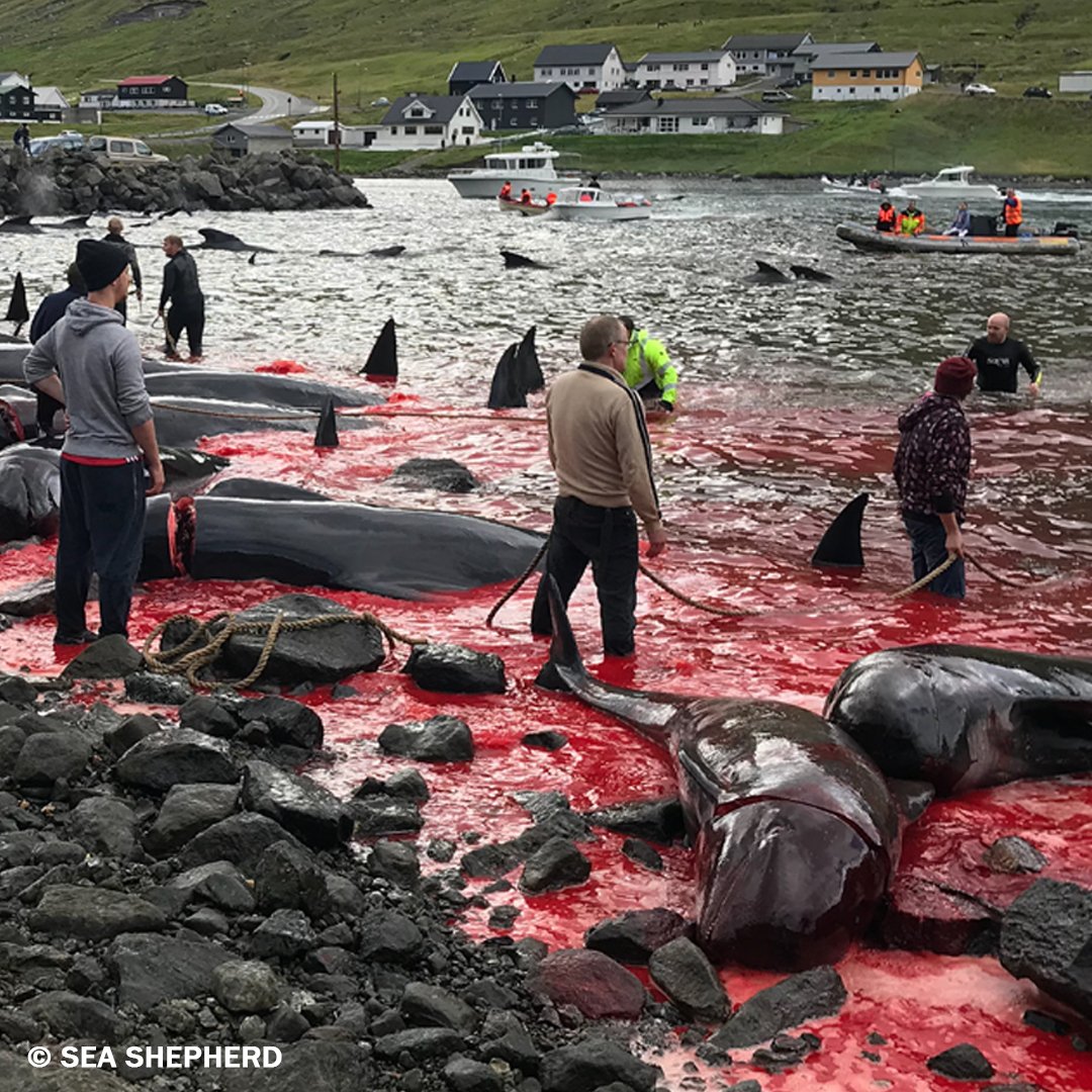 PETAUK's tweet image. This bloody whale and dolphin slaughter takes place every year on the Faroe Islands: petauk.org/faroewhales  #WorldWhaleandDolphinDay

[Images: @seashepherd]
