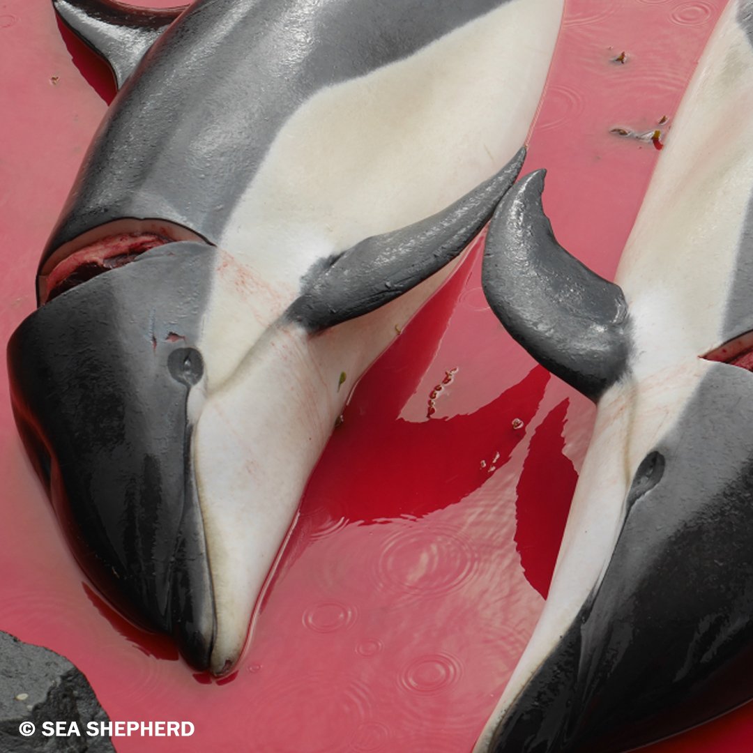 PETAUK's tweet image. This bloody whale and dolphin slaughter takes place every year on the Faroe Islands: petauk.org/faroewhales  #WorldWhaleandDolphinDay

[Images: @seashepherd]