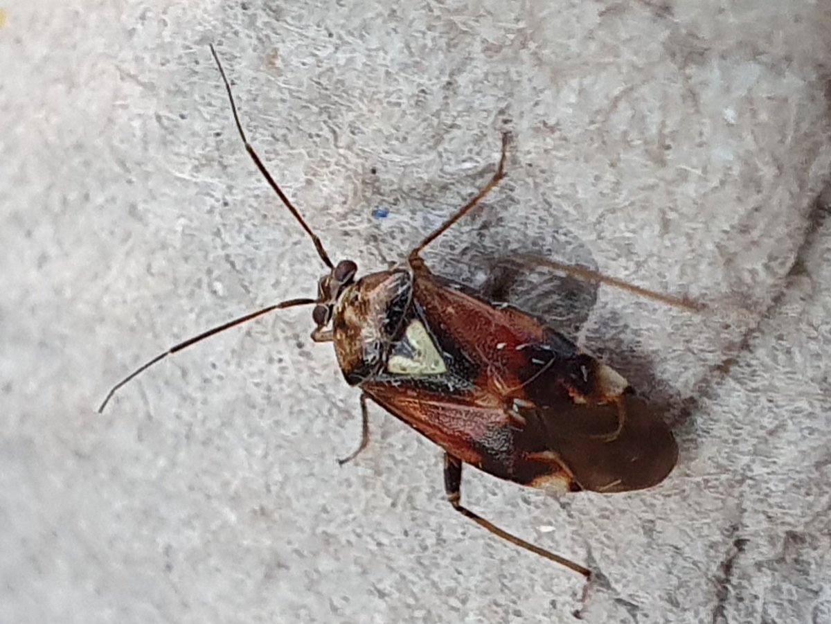 Can anyone please tell me what this is, from this morning's moth trap?