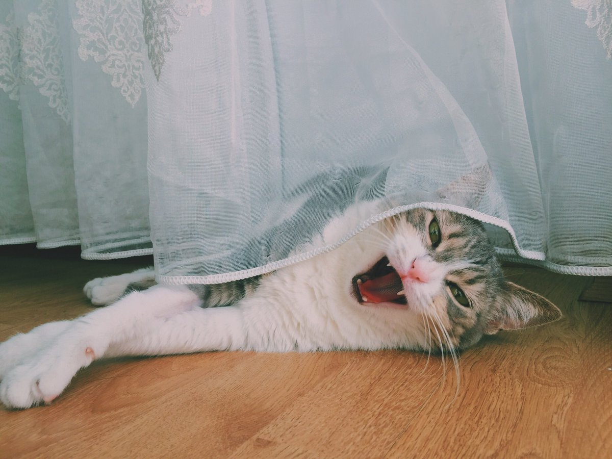 #HayvanHaklarıYasasıHEMEN ‼️