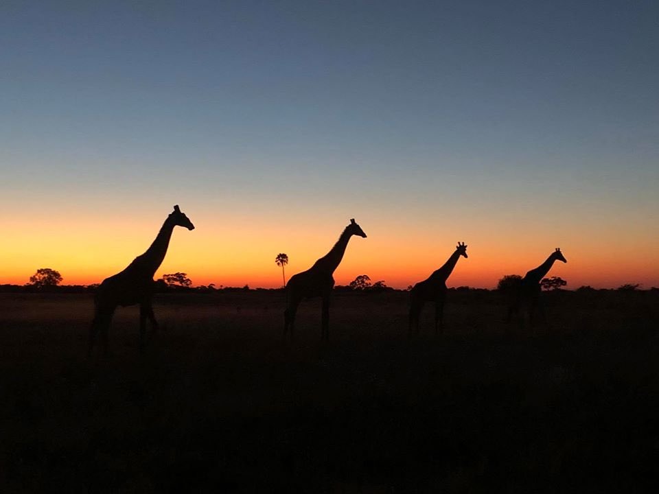 brand_namibia's tweet photo. Social distancing from Namibia with love
#TryNamibia #expo2020 #dubai #InvestInNamibia @hagegeingob @NamibiaUK @Expo20Malaysia @TheNamibian @expo2020dubai https://t.co/OvXco11Tii