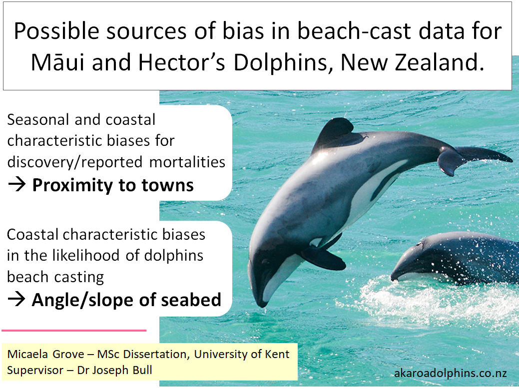 MicaelaGrove8's tweet photo. 1/6 #SpsMon1 #DICECON20 For Māui &amp; Hector’s dolphins 🐬, identifying biases in existing beach-cast data can further improve the effectiveness of management strategies to slow the population decline in 🇳🇿. Beach-cast =injured or dead 🐬 on shore #MāuiDolphin #Hectorsdolphin https://t.co/uOkGPSxXjy