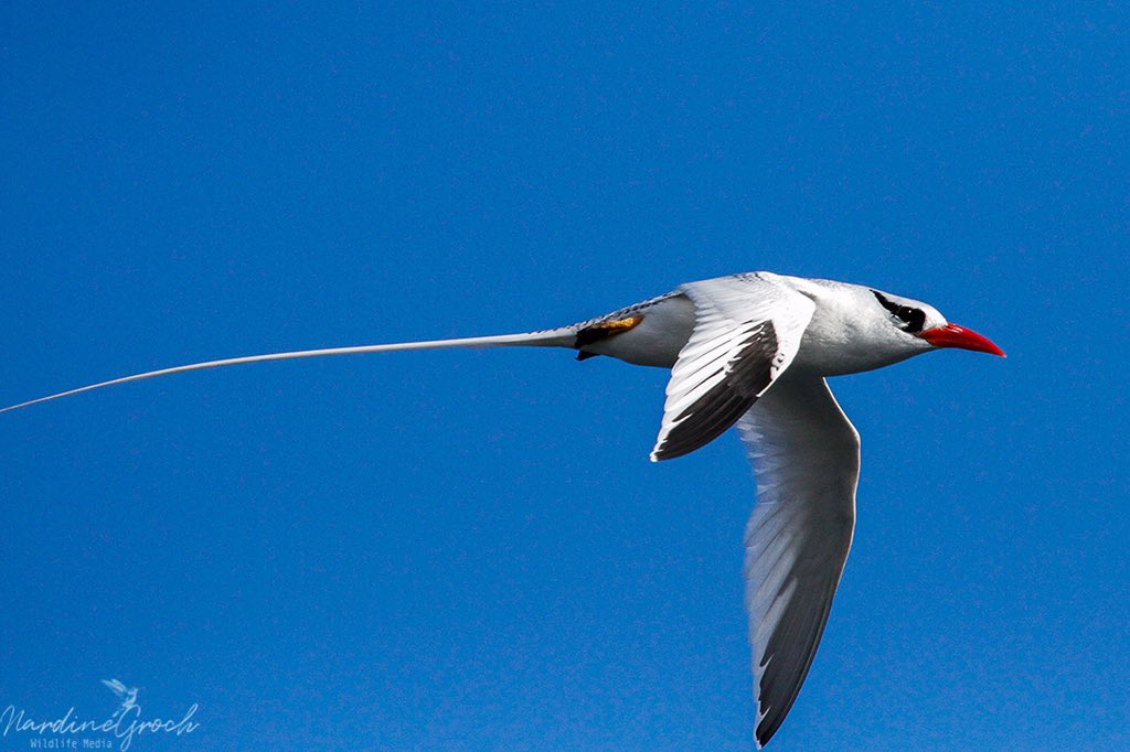 nads6323's tweet photo. My visit to the Galapagos Islands a few years ago presented many opportunities to photograph birds in flight and these bullet fast red-billed tropicbirds were one of the hardest to get in focus. I was eventually able to capture a few rare gems. #birdphotography https://t.co/31GJnsHmju