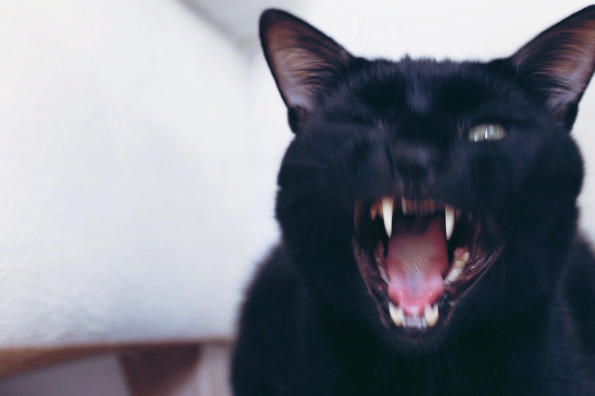 #HayvanHaklarıYasasıHEMEN ‼️