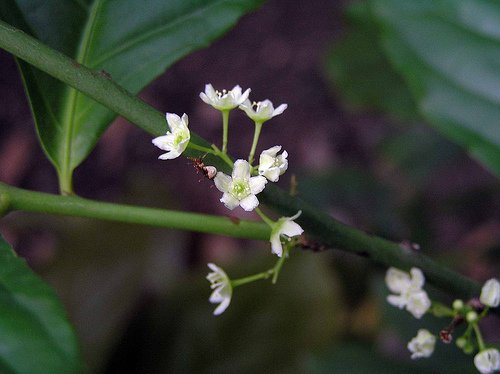 DeepakKGhosh1's tweet photo. Presenting ERC Flora Digest! 
Family Celastraceae; Flora Myotenus hookeri.A flora of Darjeeling himalayas and foothills

For details; reach us at info@ercg.in

#savetheplanet  #flora #biodiversity #digest  #ercfoundation #ercgroup
https://t.co/0PUexsBBXn https://t.co/iLQt9vBRcK https://t.co/C6D87EobeQ
