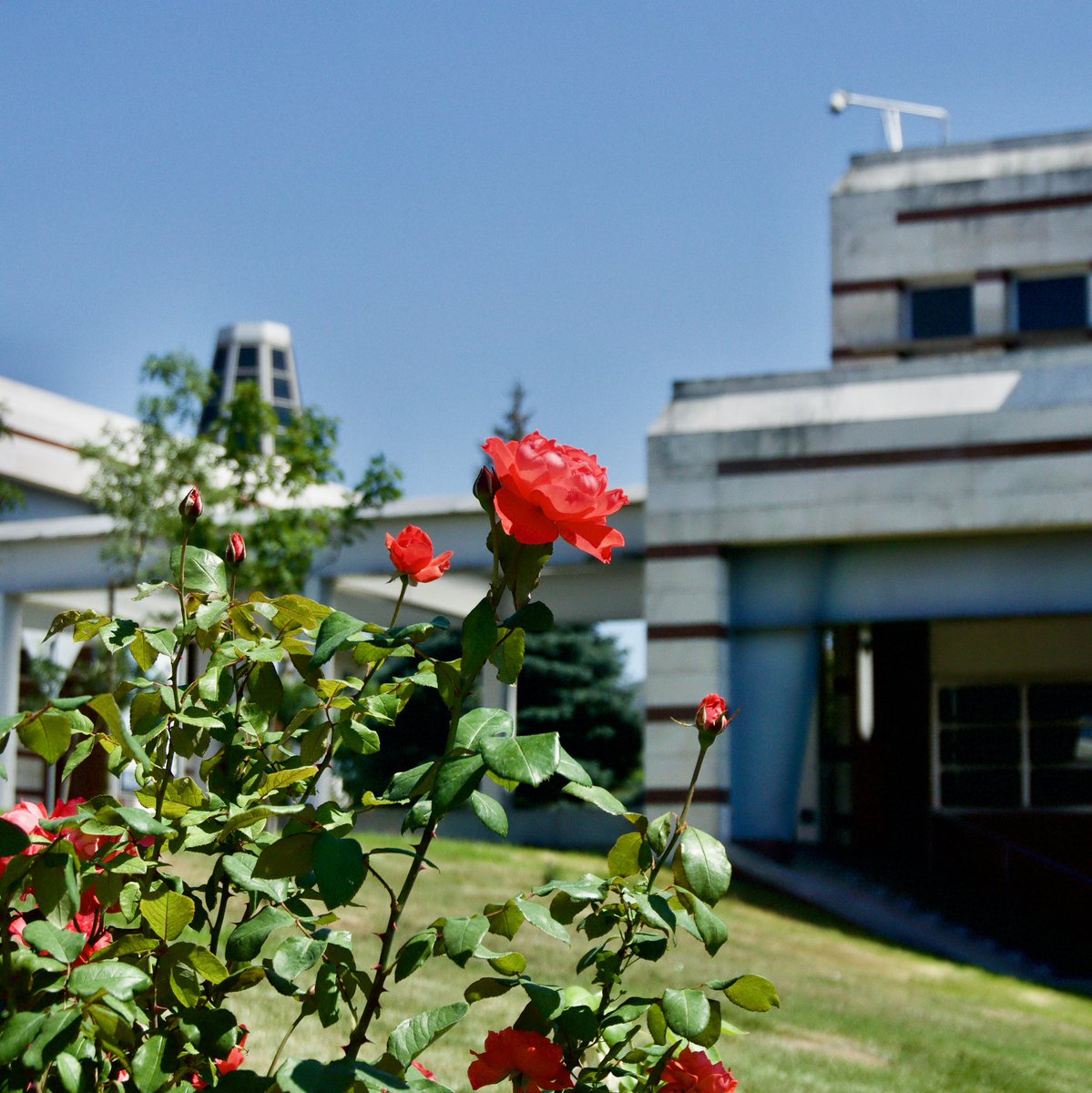 SUiro's tweet photo. Never-ending beauty of the campus...Swipe left for the summertime flowers 🌺
.
.
.
.
#sabanciuniversity #summervibes #SUmoments #campuslife #campuspictures #campusphotography #rose #flower #summervibes #studygram #studyportals https://t.co/7C2zN0jSrC