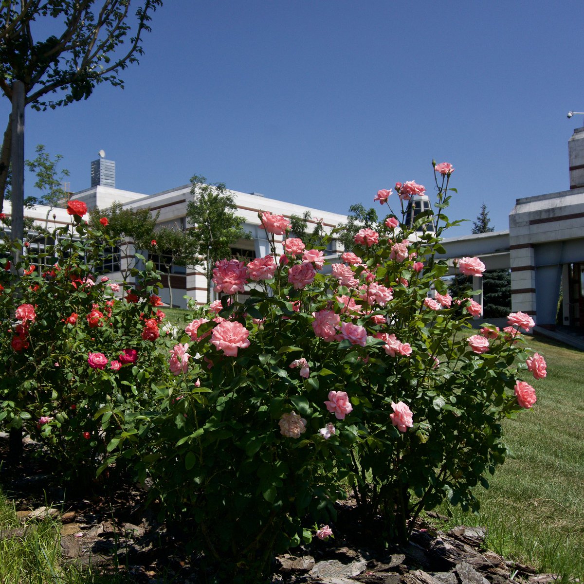 SUiro's tweet photo. Never-ending beauty of the campus...Swipe left for the summertime flowers 🌺
.
.
.
.
#sabanciuniversity #summervibes #SUmoments #campuslife #campuspictures #campusphotography #rose #flower #summervibes #studygram #studyportals https://t.co/7C2zN0jSrC