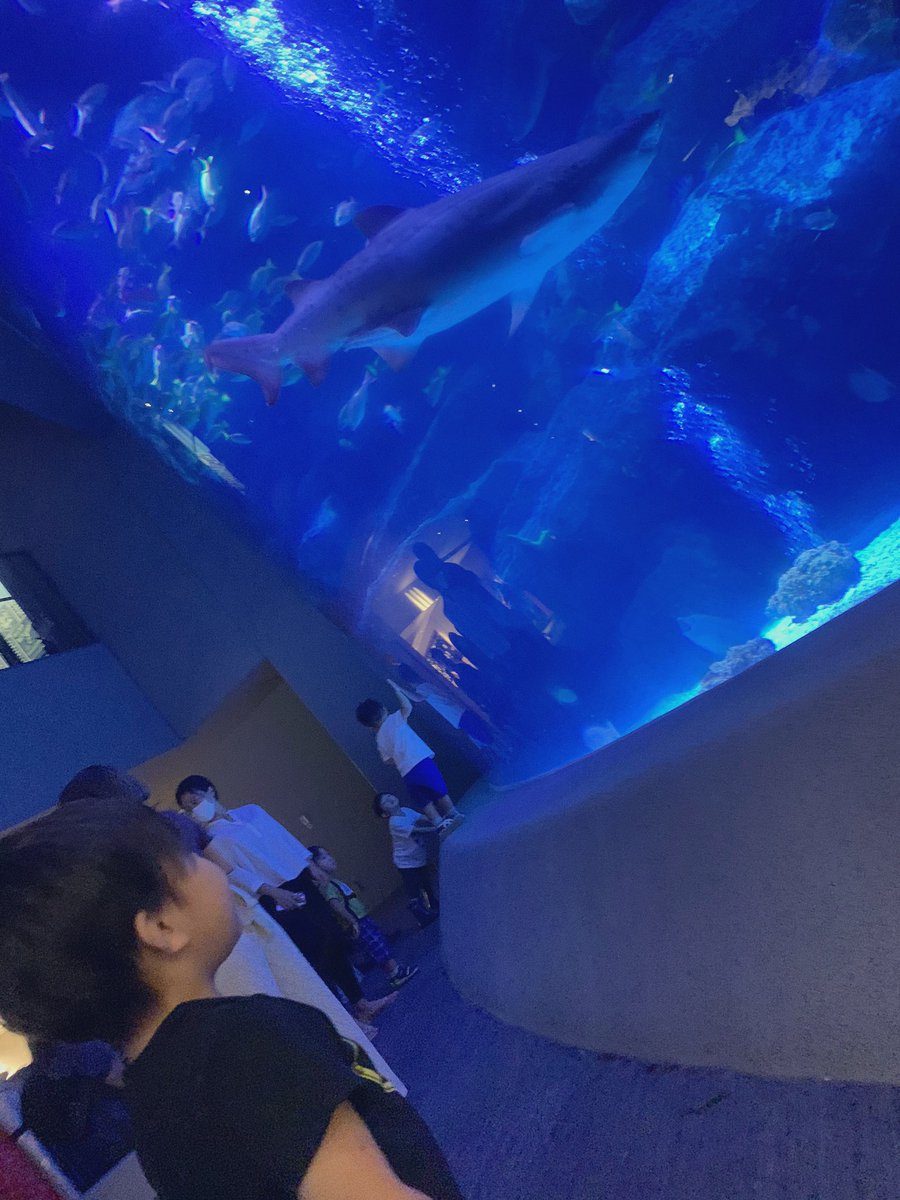 031920io's tweet photo. ストレス溜まりすぎてる息子と久しぶりにすみだ水族館へ🐠滞在時間7時間とか最長記録だわ笑。またしばらくお預けだな〜ごめん息子よ🙏 https://t.co/CLUxUbkTTk