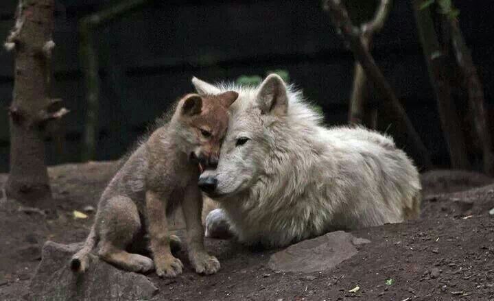 In the Vita/Saint's Life, St Ailbe's father fled King Cronan before the child's birth & his mother's servants, ordered by the king to put the baby to death, instead placed him on a rock in the wilderness where he was found & nursed by a she-wolf!  #FolkloreThursday 