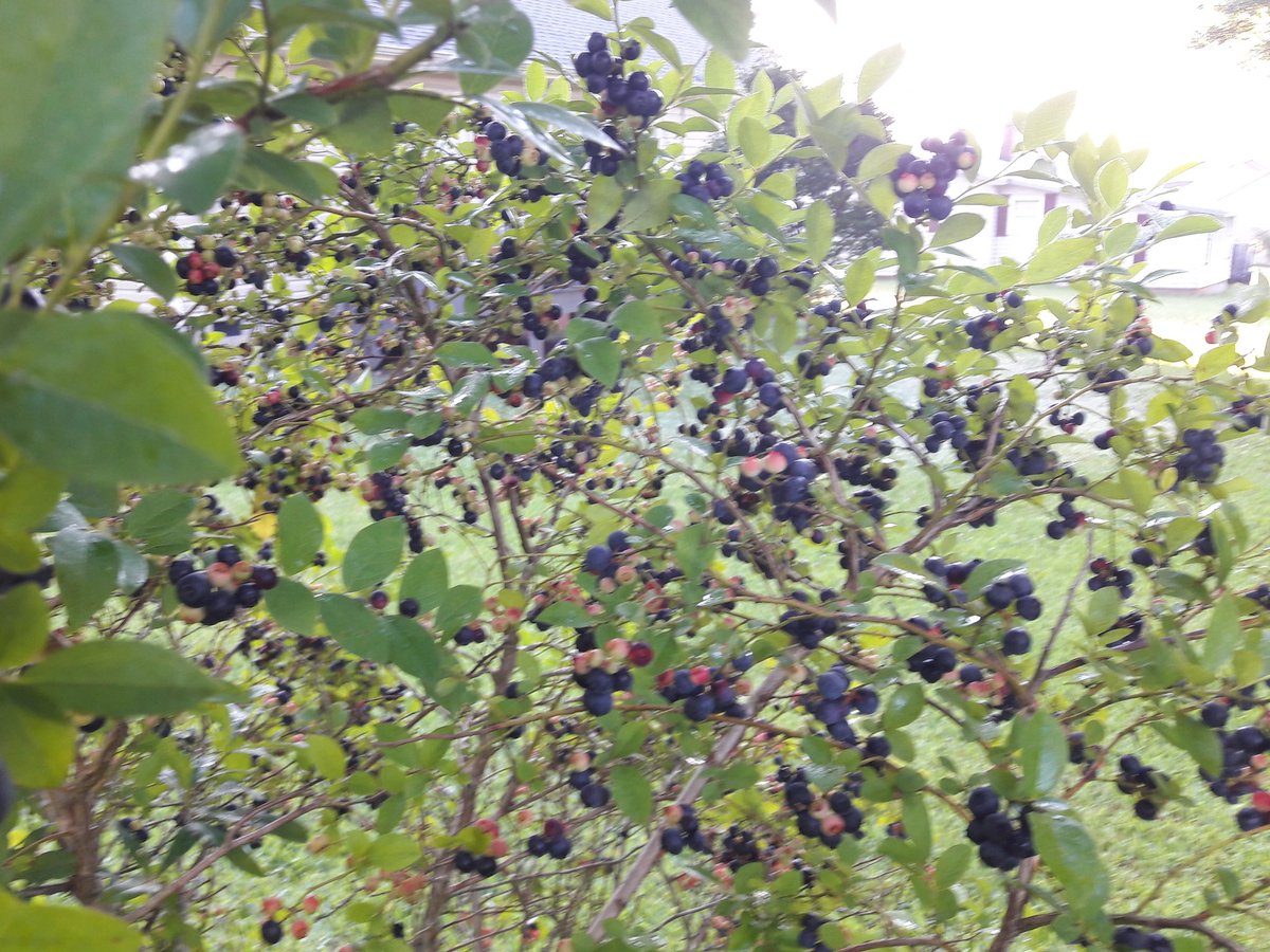 AddisSaltyDog's tweet photo. Happy Thursday DK ! My blueberry bushes are busting at the seams... welcome to the South East I hope you've made it to your new place in Tennessee you'll have to give me a holler maybe we can meet at the Middle Point provided I'm able to drive... lol
Yep , it's #OldGuyIssues 😁✌ https://t.co/s8hlB6JRBI
