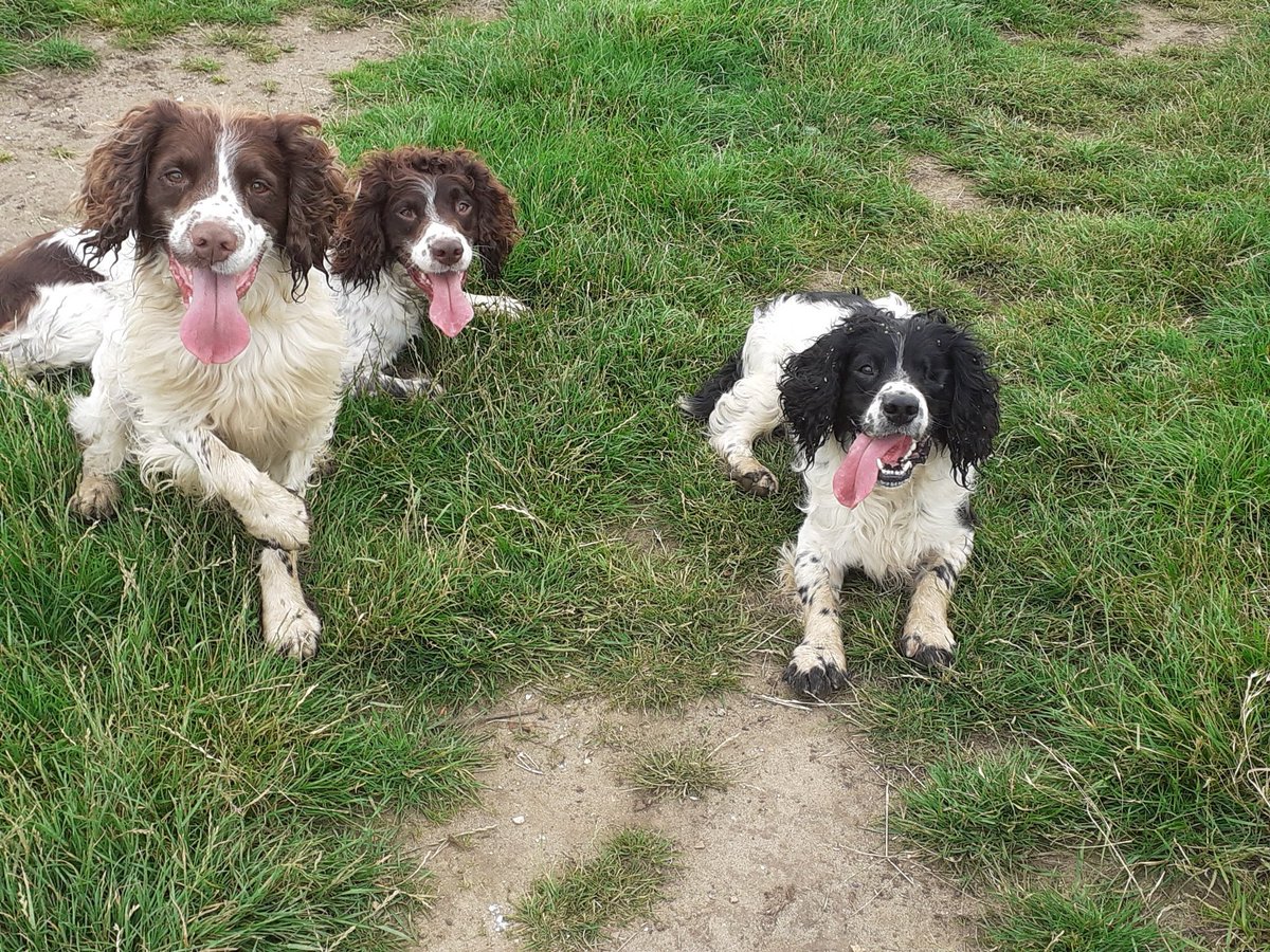 Bestestgundog's tweet photo. @carrotfiles Haha.. is only DaddyJ who get away wiv chasing em...me n UncleBu haves to search for em #meanhuman https://t.co/bbn2ZML5mi