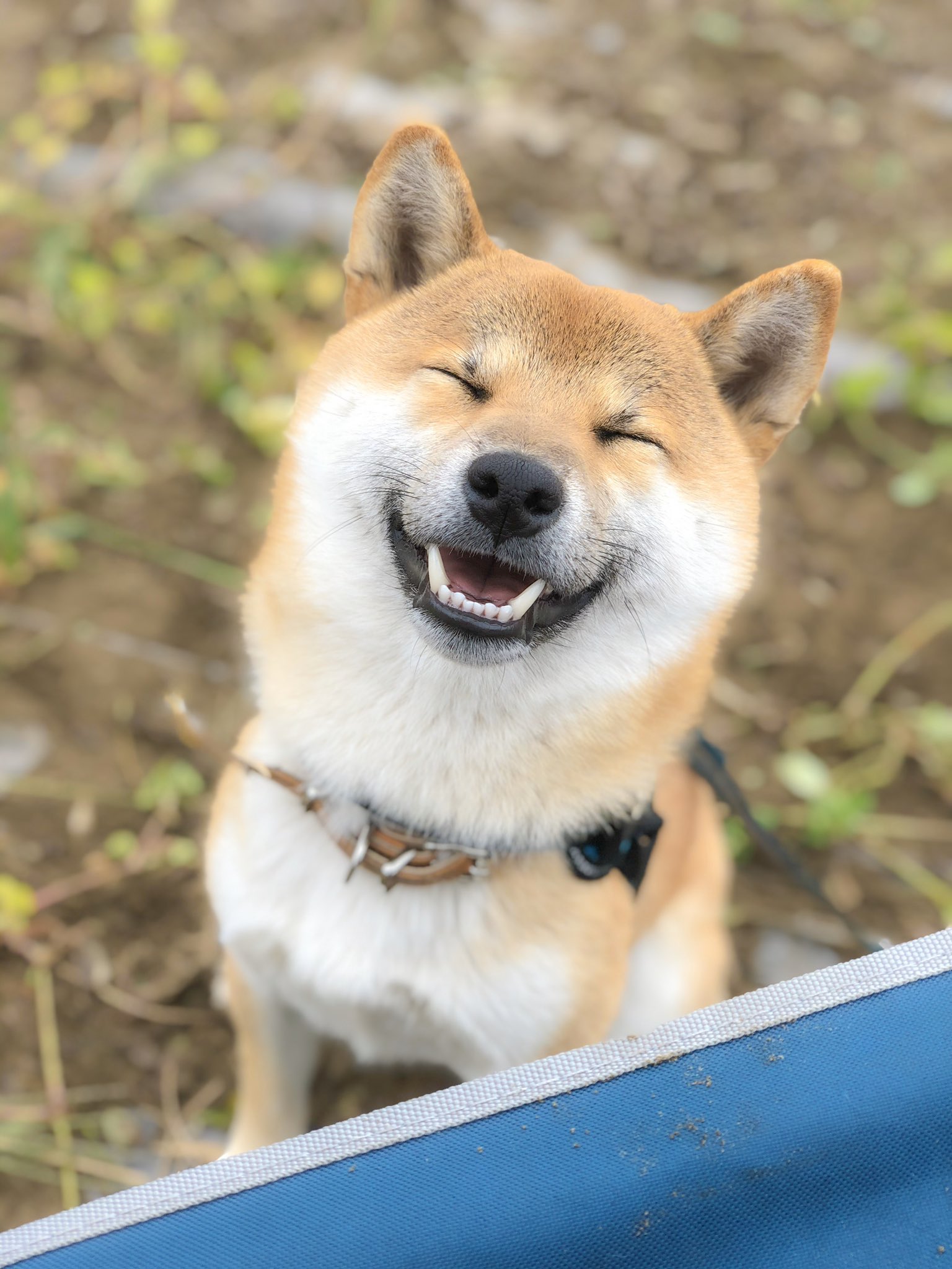 柴犬そら Lineスタンプ発売中 ﾟ うちの柴犬は決してフリー素材ではありません 大事なことなのでもう一度言います うちの柴犬は 決して 決ｯｯｯして フリー素材などでは ありません 私にしか撮れないうちの
