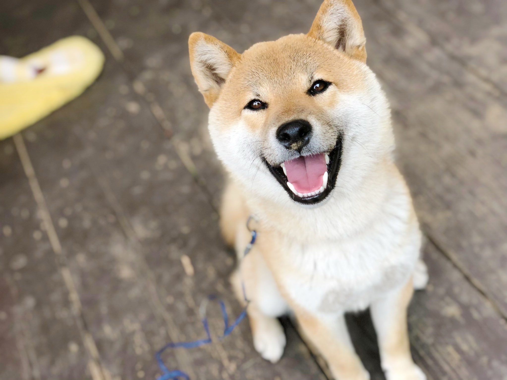 柴犬そら ﾟ うちの柴犬は決してフリー素材ではありません 大事なことなのでもう一度言います うちの柴犬は 決して 決ｯｯｯして フリー素材などでは ありません 私にしか撮れないうちの柴犬の笑顔をここに貼っ