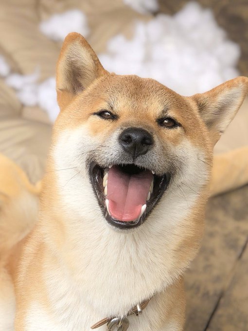 柴犬のtwitterイラスト検索結果 古い順