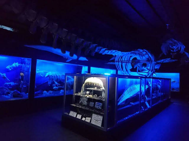 TourPromotionPh's tweet photo. D' Bone Collector Museum, Davao Del Sur.
#PinasMuna #travel #wowph #choosephilippines #VisitPhilippines #itsmorefuninthephilippines https://t.co/m1GCNrc7jH
