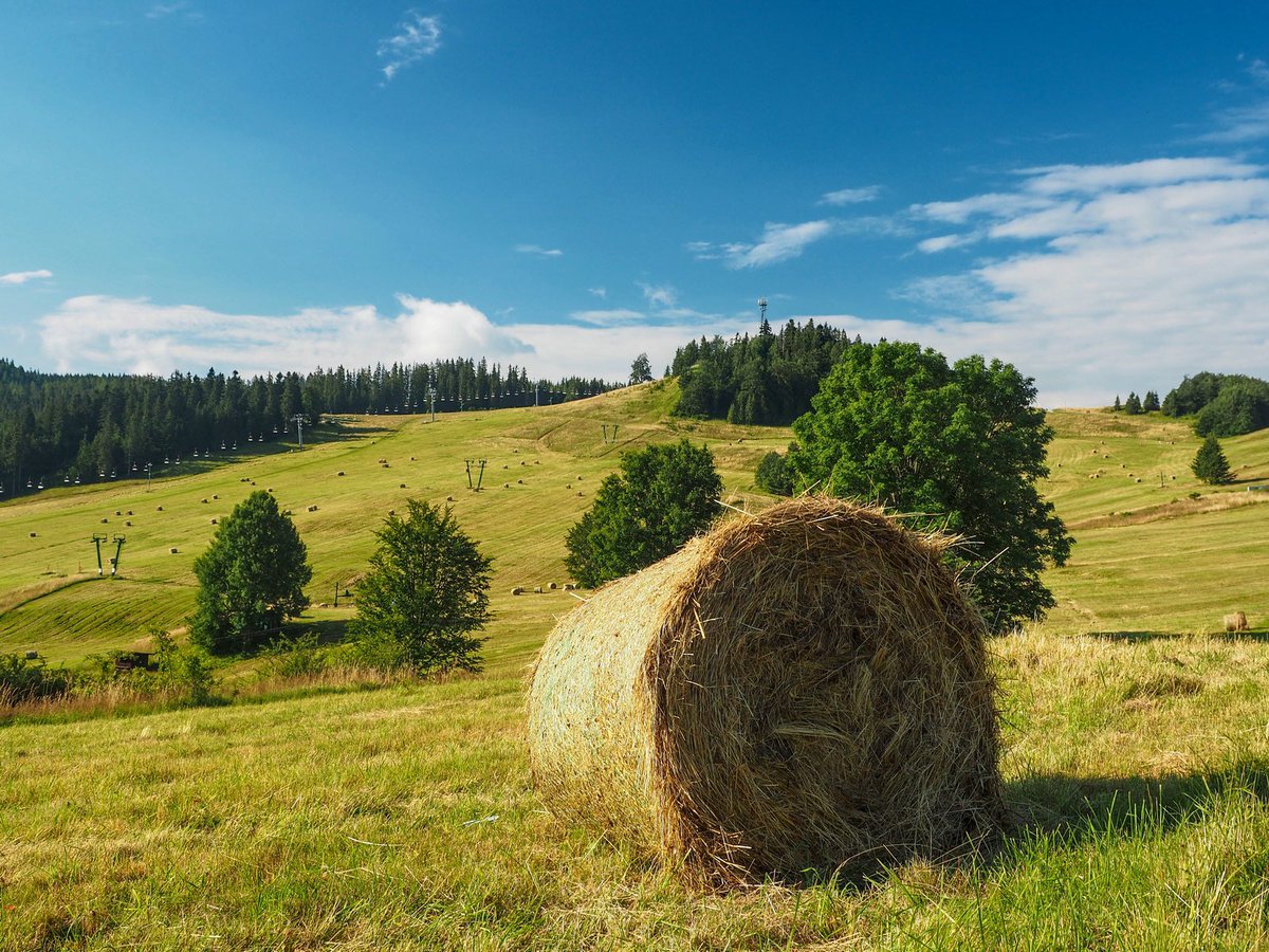 _Donovaly's tweet photo. Júlový pohľad na zjazdovky na Záhradišti ☀️🌾⛰🇸🇰
@ThisIsSlovakia_ @adventoura 
.
#donovaly #parksnow https://t.co/lk6Jb0YZLx