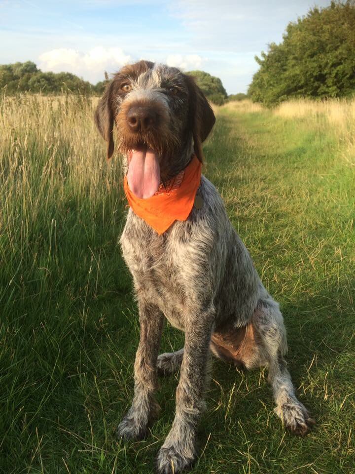 HayhurstBoo's tweet photo. I was such a cute puppy #MeetBoo #tbt #puppy #model #cute #love #pointer #pointerlove #tongue #fluffy #sittingpretty #adventure #happy #whirlwind https://t.co/NUyx2NTaXj