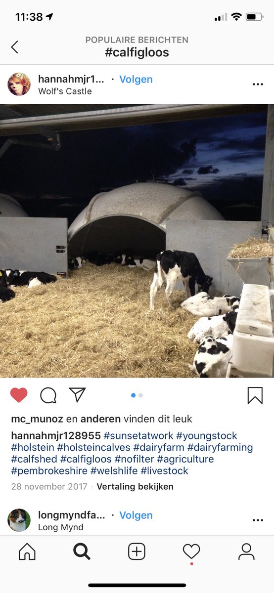 GerritAanstoot's tweet photo. The most optimal and healthy calf housing, mobile or permanent, ask Holm &amp; Laue #calfigloo #calfigloos #kalveriglo #kalverhuisvesting #holstein #holsteincalves #healthycalves #calfshed #dairyfarm #happycalves #agriplastic #calftel #calfotel https://t.co/vcgij25mwU