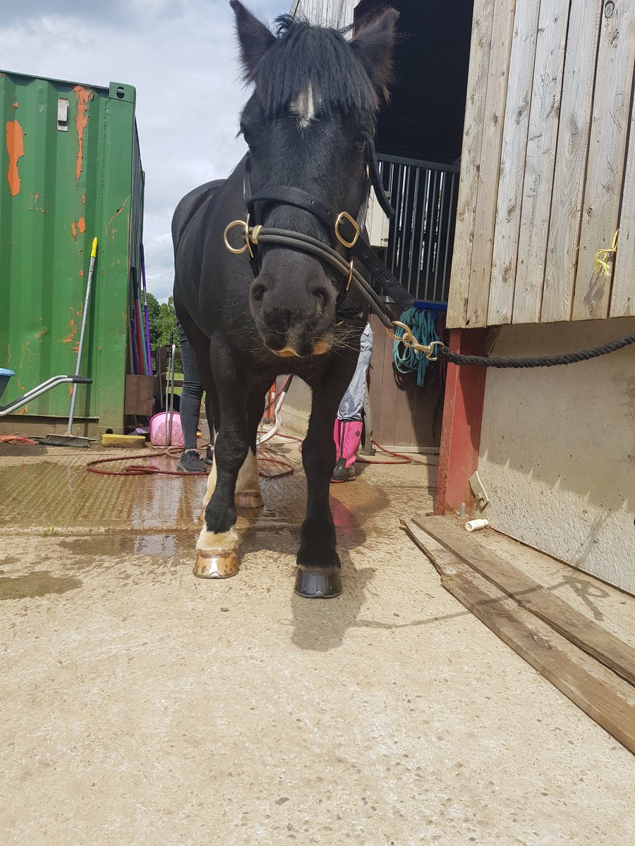 CypdaWarks's tweet photo. Here is the fabulous Bob enjoying a bath&amp;brush by a young person on an equine therapy session! 🐴🐎
#equinetherapy #bobby #compass #compasssupport #youngpeople #drugandalcoholawareness https://t.co/a8UWWYRUhi