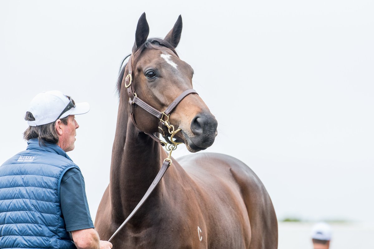 mmsnippets's tweet photo. Australian Oaks winner Unforgotten has settled into the Gold Coast Sales Complex beautifully. The former @cwallerracing trained star will go under the hammer Monday as part of the @blueskybstock Premium Consignment. 
#SetToShine #MMNational2020 https://t.co/c1WO52FnHZ