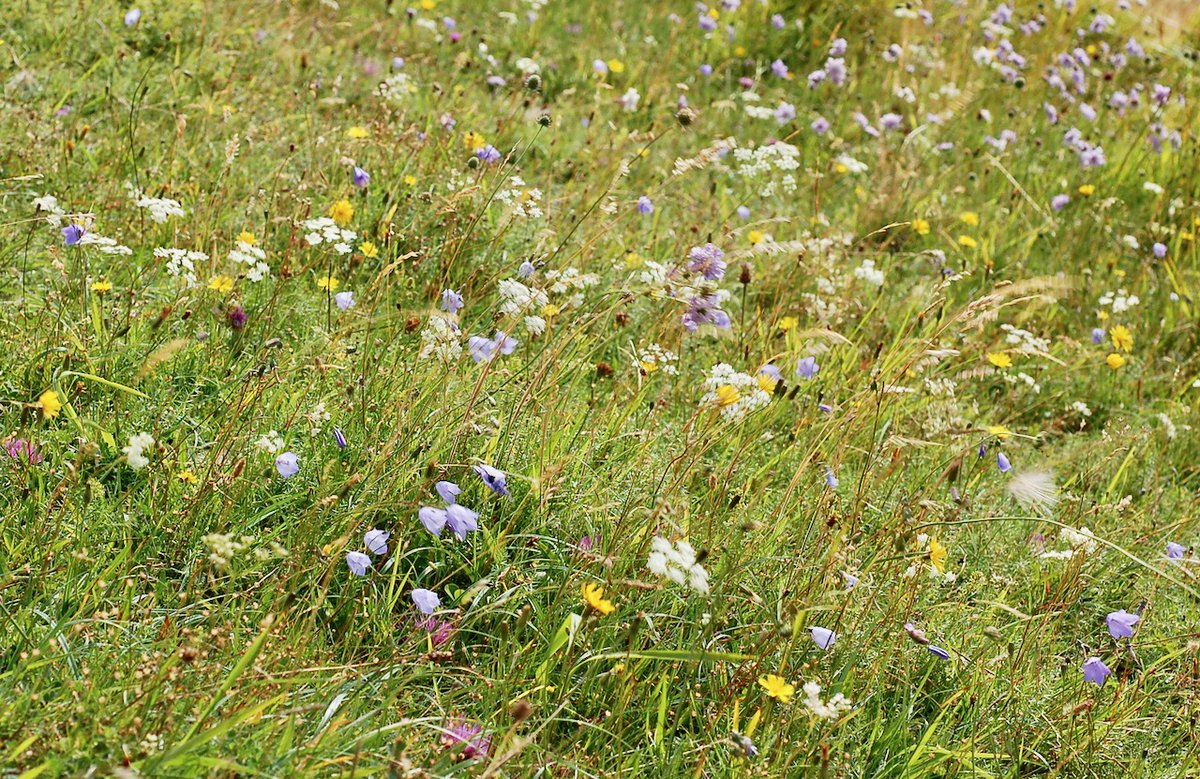 White Cliffs tweet media